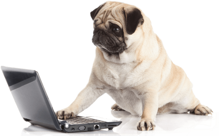 pug-dog-with-laptop-Q9HC638-1-2